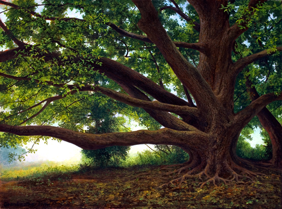 JMK_Grandmother Tree (c) copyright protected
